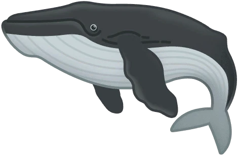 Humpback Whale