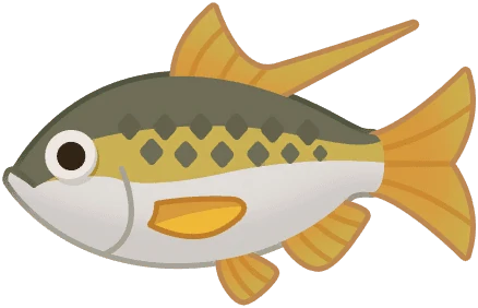 Shad
