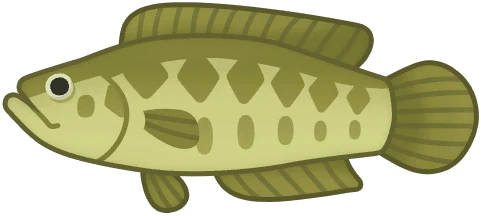 Snakehead