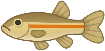 Stout Minnow