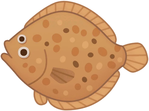 Olive Flounder
