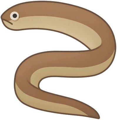 Swamp Eels