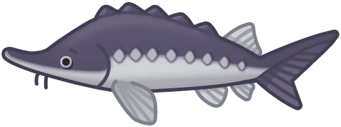 Sturgeon