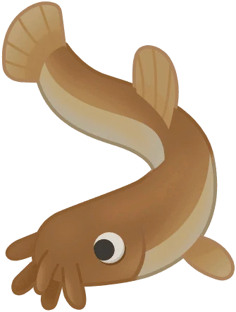 Pond Loach
