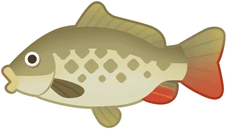 Carp