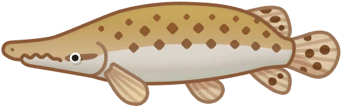 Alligator Gar