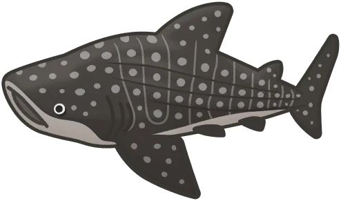 Whale Shark